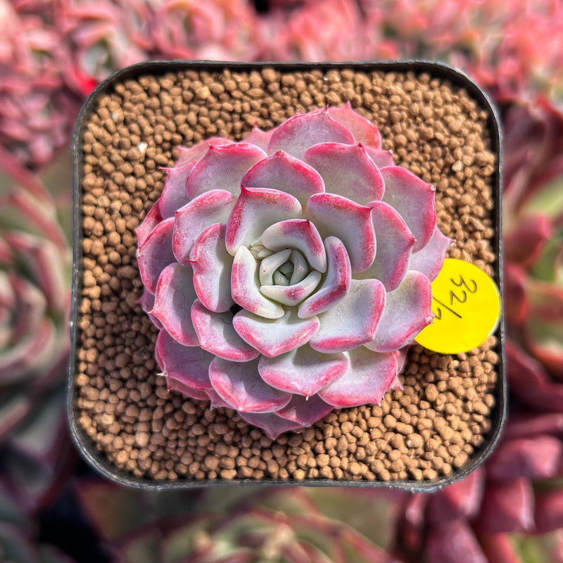 succulent kiss Echeveria 'Kiss Me' 1"-2" Succulent Plant