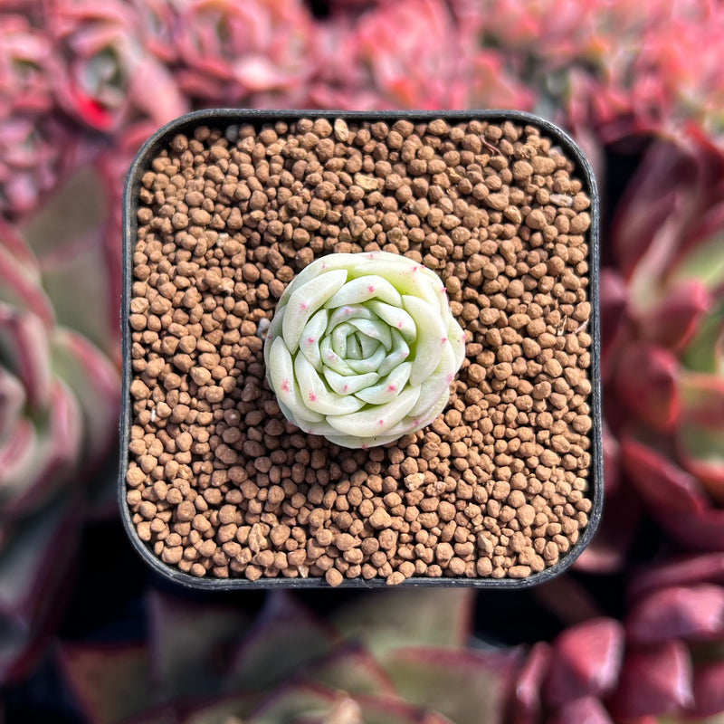 Echeveria 'White Swan' 1