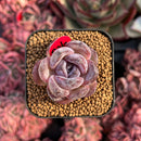 newestsuccs554.jpeg