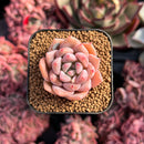 Echeveria 'White Mable' 1" Succulent Plant