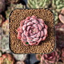 newestsuccs618.jpeg