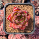 newestsuccs63.jpeg