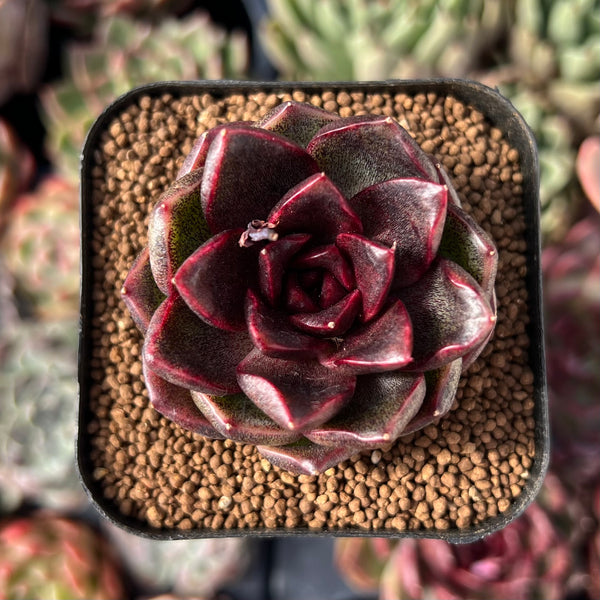 are black succulents real Echeveria 'Real Black' 2" New Hybrid Succulent Plant – True Succulents Plant Co