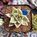 newestsuccs673.jpeg