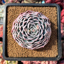newestsuccs6.jpeg