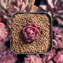 newestsuccs72.jpeg