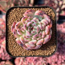newestsuccs74.jpeg