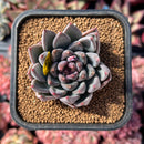 newestsuccs75.jpeg