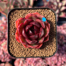 newestsuccs79.jpeg
