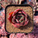 newestsuccs85.jpeg