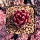 newestsuccs87.jpeg