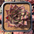 newestsuccs8.jpeg