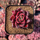 newestsuccs91.jpeg