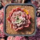 newestsuccs98.jpeg