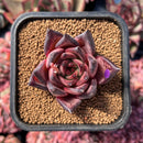 newestsuccs9.jpeg