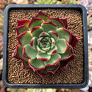 newplants108.jpeg