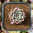 newplants126.jpeg