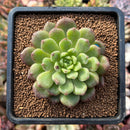 newplants12.jpeg