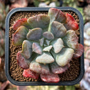 newplants134.jpeg