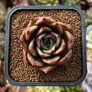 newplants140.jpeg
