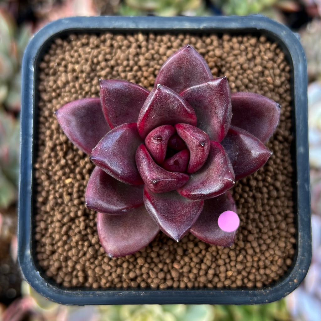 Echeveria 'Pine Rose' 1