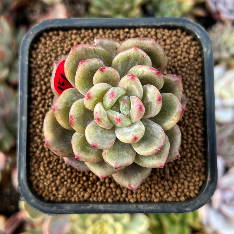 luna succulents Echeveria 'Luna Solar' Variegated 1" Succulent Plant – True Succulents Plant Co