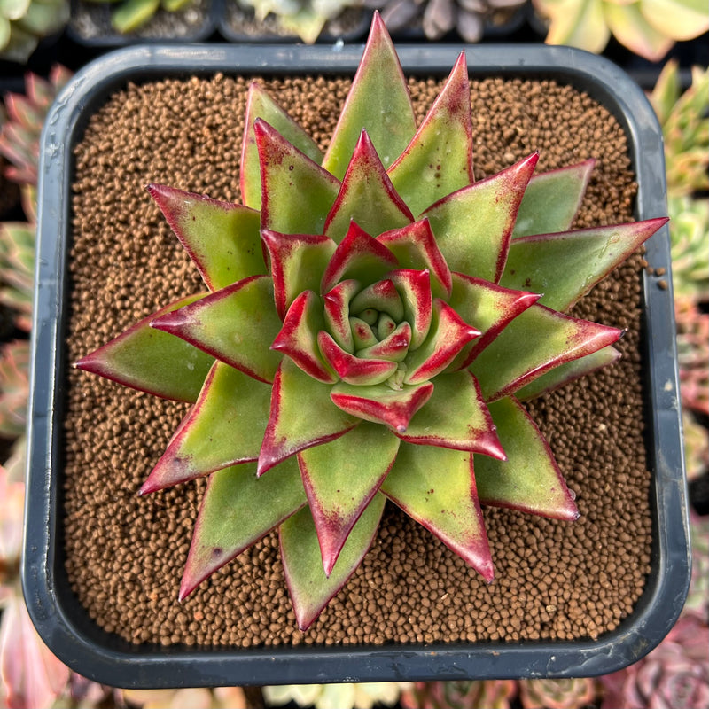 devil succulent Echeveria Agavoides 'Red Devil' 3"-4" Succulent Plant – True Succulents Plant Co