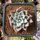 newplants160.jpeg