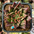 newplants163.jpeg