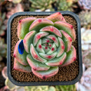 newplants164.jpeg