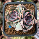 newplants165.jpeg