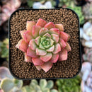 newplants166.jpeg