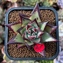 newplants168.jpeg
