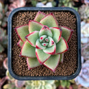 newplants169.jpeg