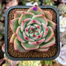 newplants173.jpeg