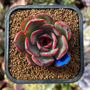newplants174.jpeg