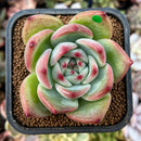 newplants176.jpeg