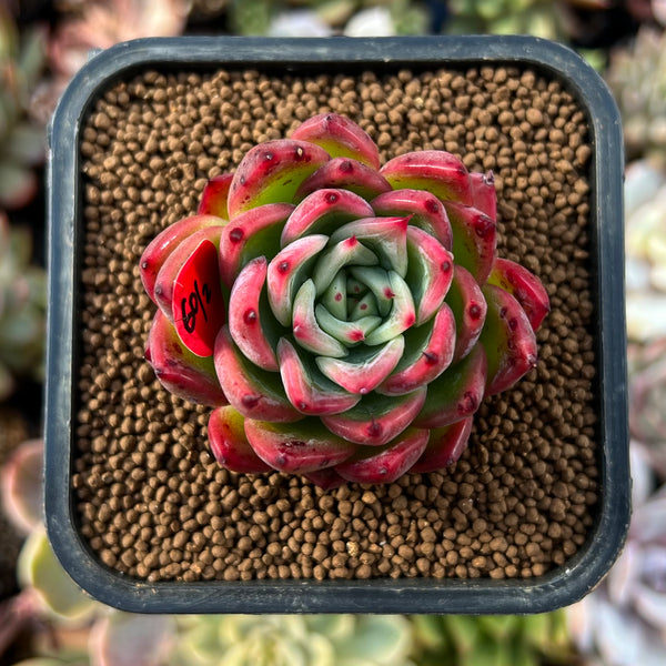 【✦✦1点物✦リメイク✦echeveria✦Jacket✦size1✦✦】 newplants182_600x600_crop_cent