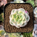 newplants183.jpeg