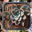 newplants185.jpeg