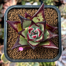 newplants187.jpeg