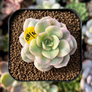 newplants189.jpeg