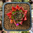 newplants192.jpeg