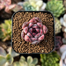 newplants195.jpeg