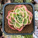 newplants196.jpeg