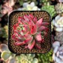newplants197.jpeg