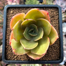 newplants198.jpeg