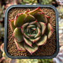 newplants202.jpeg