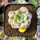 newplants203.jpeg