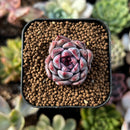 newplants205.jpeg